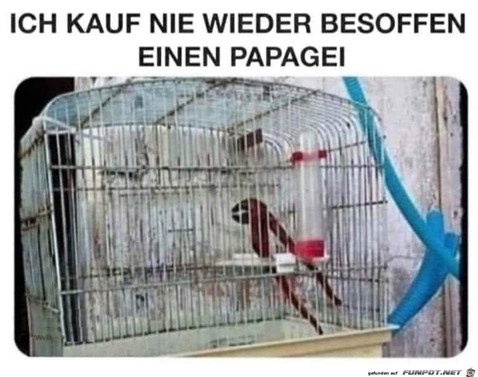 Super Papagei Super Papagei