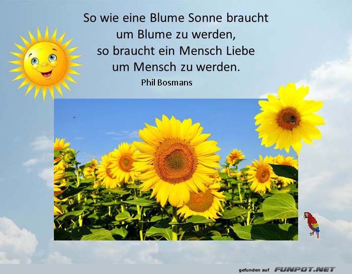 So wie eine Blume