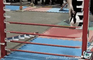 Hase macht kurzen Prozess Hase macht kurzen Prozess