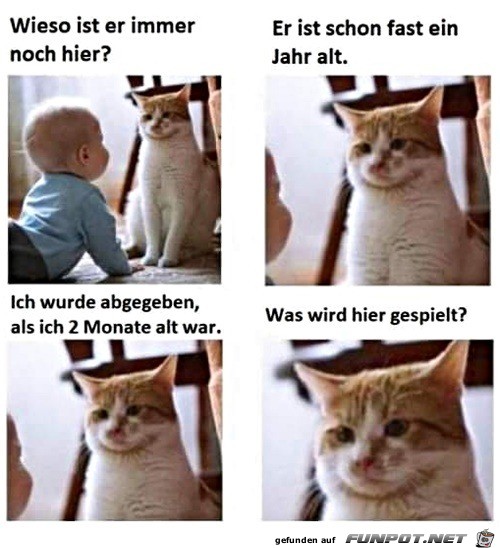 Katze ist konsterniert Katze ist konsterniert