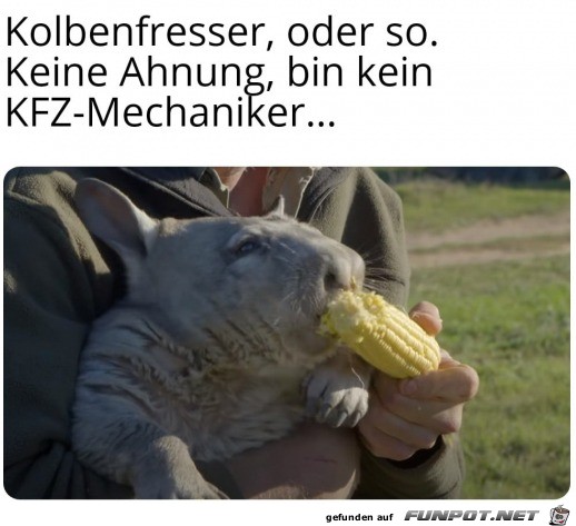 Ein Kolbenfresser Ein Kolbenfresser