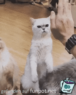 Katzen begrüßen Katzen begrüßen