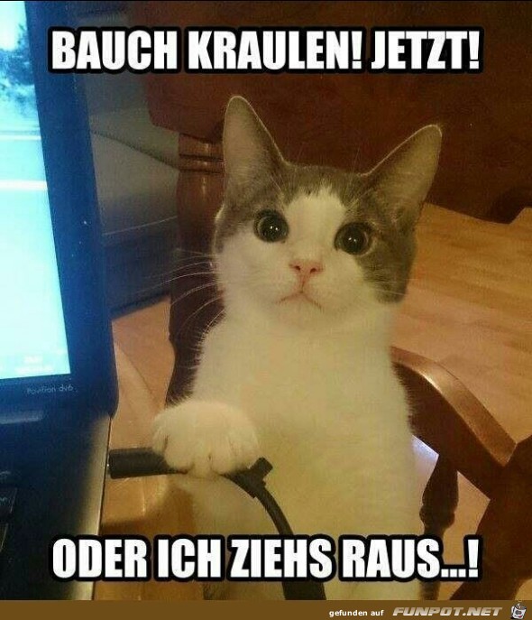 Bauch kraulen ! Jetzt