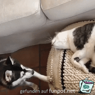 Hund schiebt Katze weg Hund schiebt Katze weg