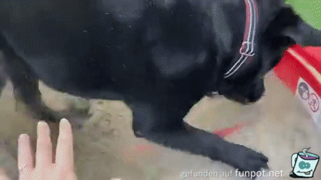 Hund liebt Sandkasten Hund liebt Sandkasten