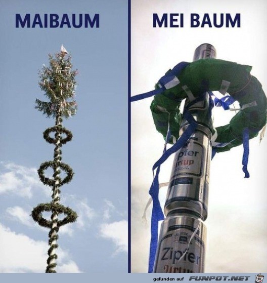 Maibaum Maibaum