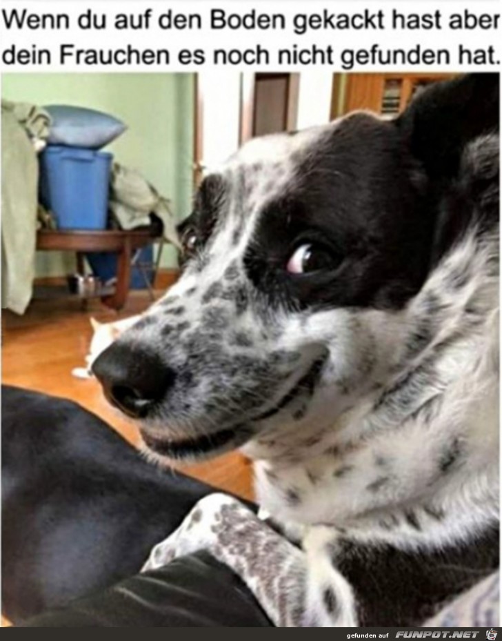 Hund wartet Hund wartet