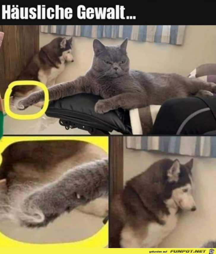 Bse Katze