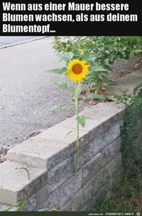 Schöne Blume Schöne Blume
