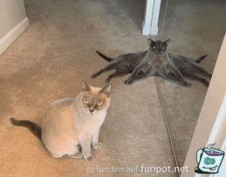 Komische Katze