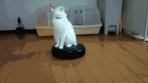 Katze mag den Saugroboter Katze mag den Saugroboter