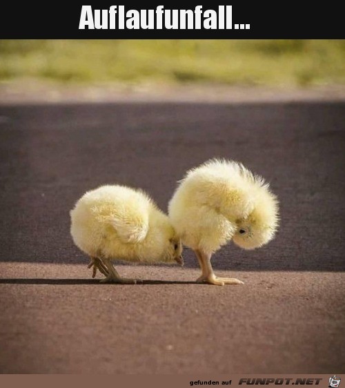 Aufgelaufen Aufgelaufen