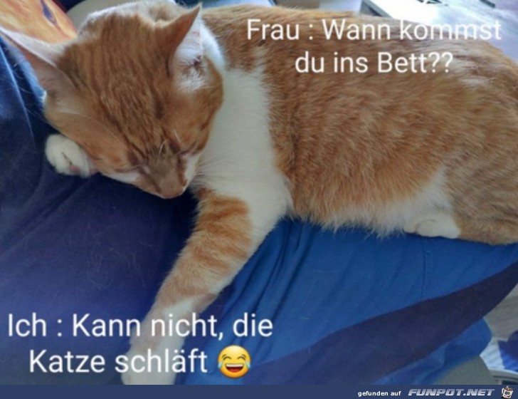 Die Katze schlft