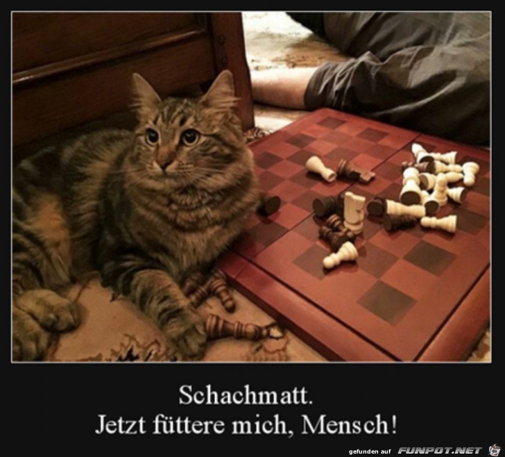 Jetzt mach mein Futter