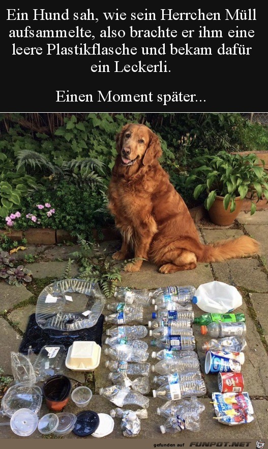 Hund sammelt Müll Hund sammelt Müll