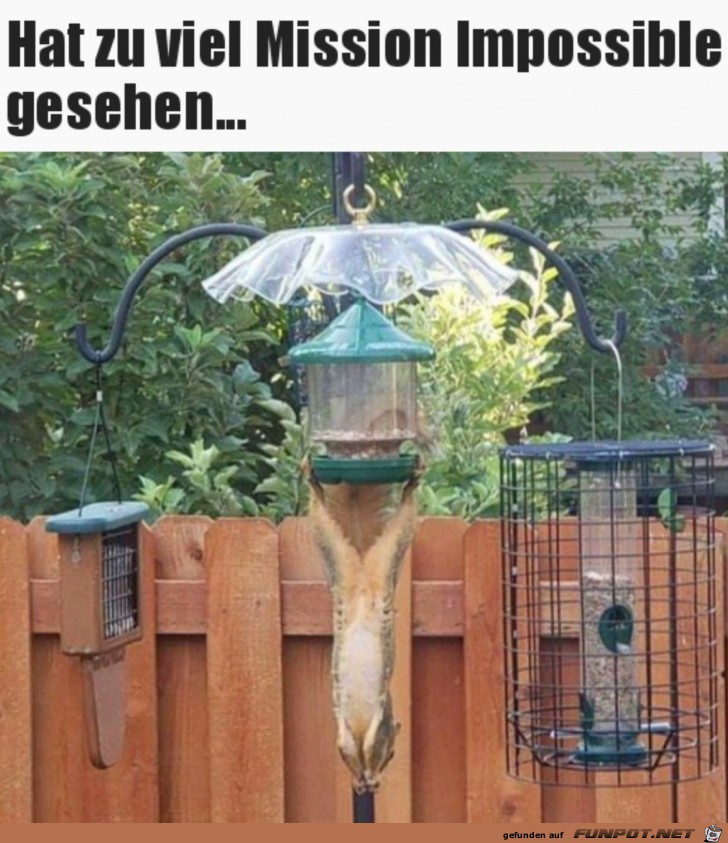 Akrobatisches Hörnchen Akrobatisches Hörnchen
