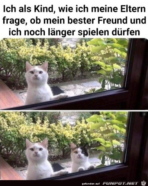 Katze hat Kumpel mitgebracht Katze hat Kumpel mitgebracht