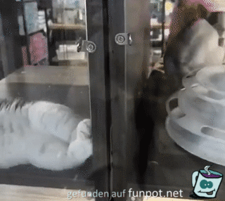 Gechillte Katze Gechillte Katze