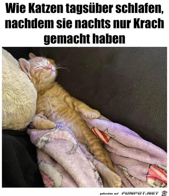 Katzen schlafen tagsüber gut Katzen schlafen tagsüber gut