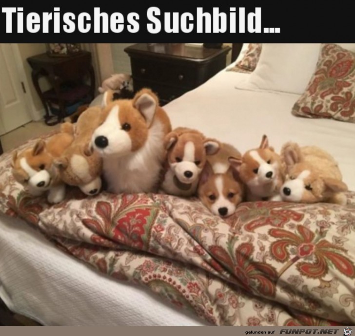 Such das Tier