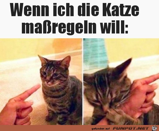 Katze hrt nicht