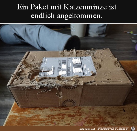 Paket mit Katzenminze