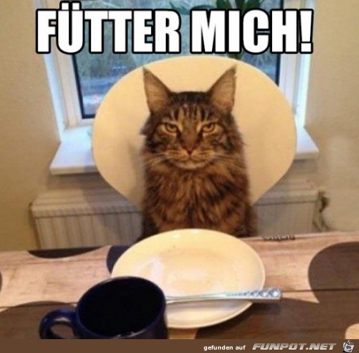 Die Katze wartet