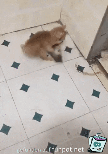 Kleine Katze gibt nicht auf