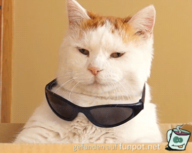 Coole Katze