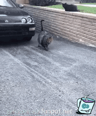 Mollige Katze Mollige Katze