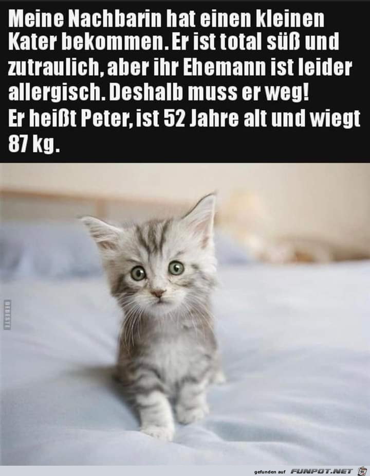 kleiner Kater