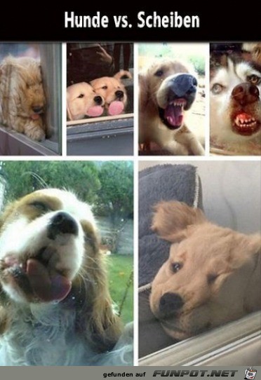 Hunde an Scheiben Hunde an Scheiben