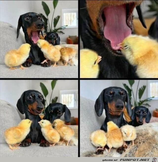 Freches Küken Freches Küken