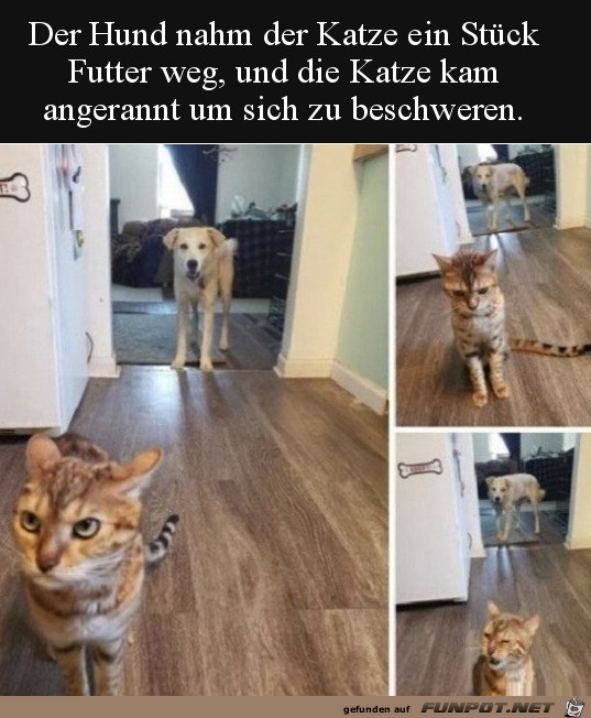 Katze beschwert sich Katze beschwert sich