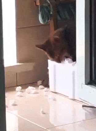 Katze nagt Styropor ab Katze nagt Styropor ab
