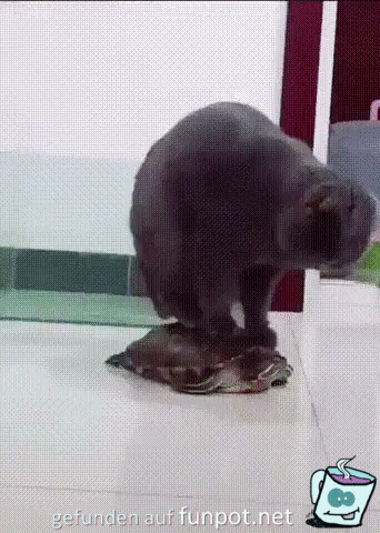 Freche Katze Freche Katze