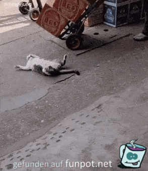 Katze liegt immer mitten im Weg Katze liegt immer mitten im Weg