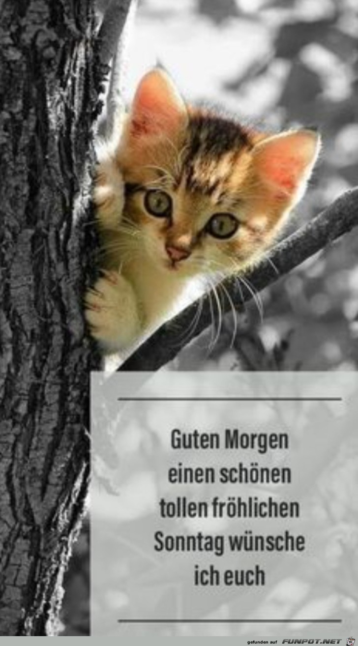 Guten Morgen Guten Morgen