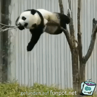Tollpatschiger Panda