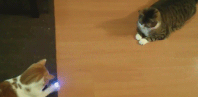 Lustiges Spiel der Katzen