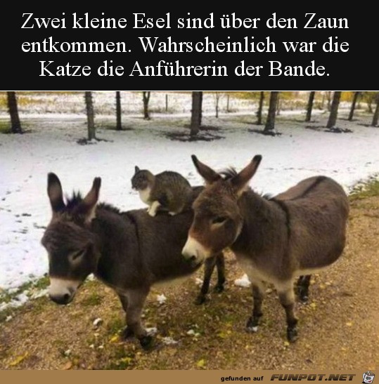 Wer ist hier der Boss? Wer ist hier der Boss?