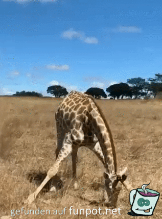 So lustig sieht eine Giraffe beim Fressen aus So lustig sieht eine Giraffe beim Fressen aus