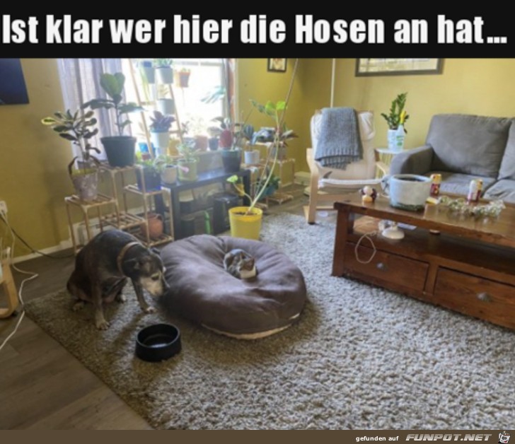 Katze hat die Hosen an