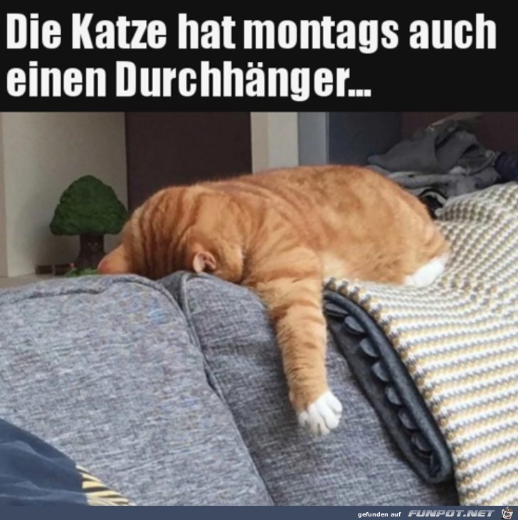 Katze montags