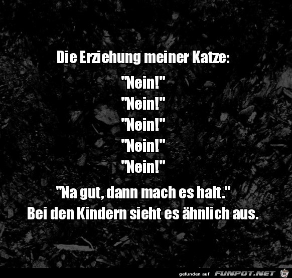 Katzen-Erziehung Katzen-Erziehung