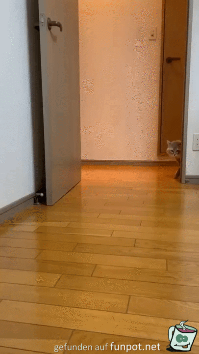 Ordentlicher Katzenbuckel Ordentlicher Katzenbuckel