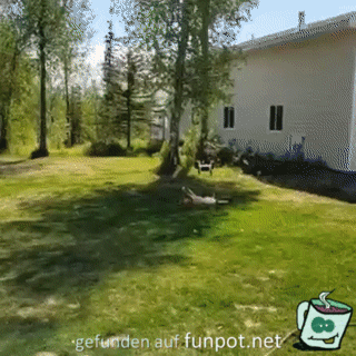Hund bewundert seinen Ball Hund bewundert seinen Ball
