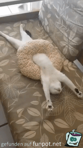 Katze chillt Katze chillt