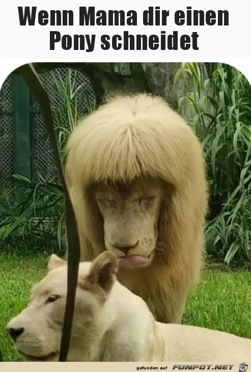 Pony geschnitten Pony geschnitten