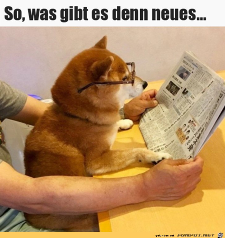 Belesener Hund Belesener Hund